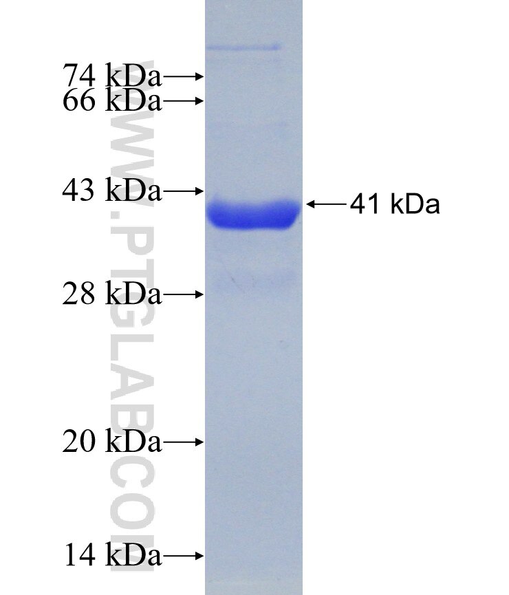 BAG2 fusion protein Ag30873 SDS-PAGE