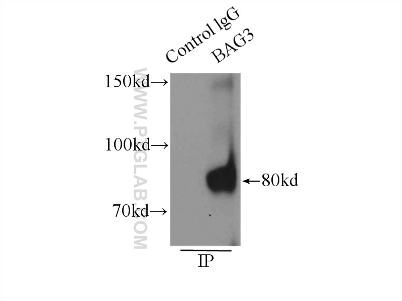 Immunoprecipitation (IP) experiment of K-562 cells using BAG3 Polyclonal antibody (10599-1-AP)