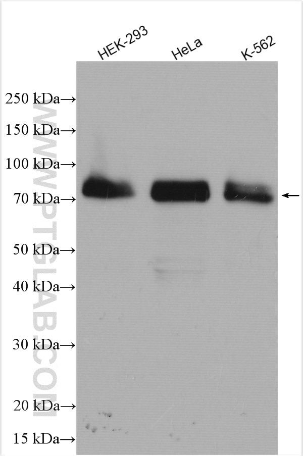 Western Blot (WB) analysis of various lysates using BAG3 Polyclonal antibody (10599-1-AP)