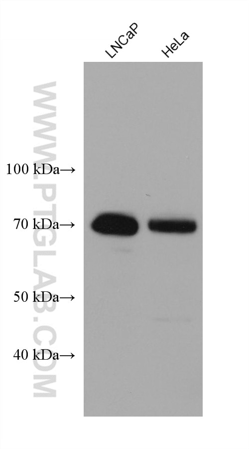 Western Blot (WB) analysis of various lysates using BAG3 Monoclonal antibody (68076-1-Ig)