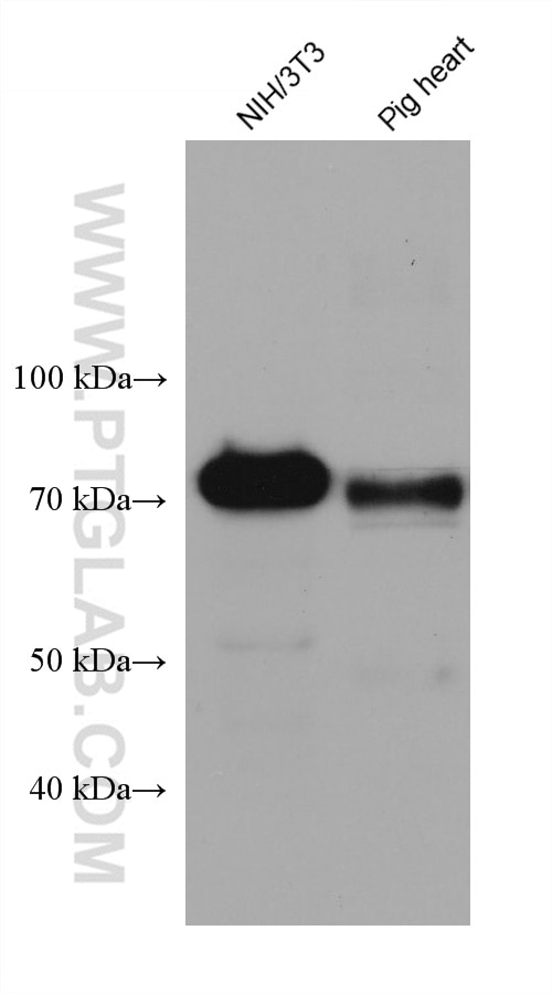 Western Blot (WB) analysis of various lysates using BAG3 Monoclonal antibody (68076-1-Ig)