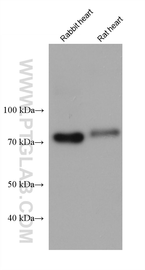 Western Blot (WB) analysis of various lysates using BAG3 Monoclonal antibody (68076-1-Ig)