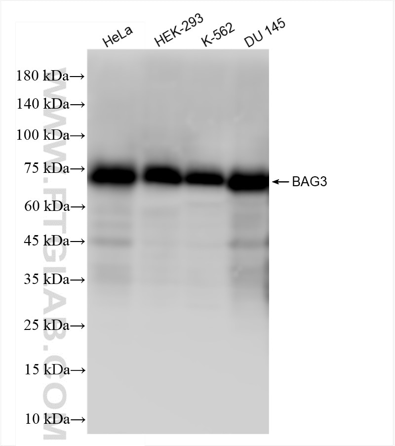 Western Blot (WB) analysis of various lysates using BAG3 Recombinant antibody (83779-4-RR)