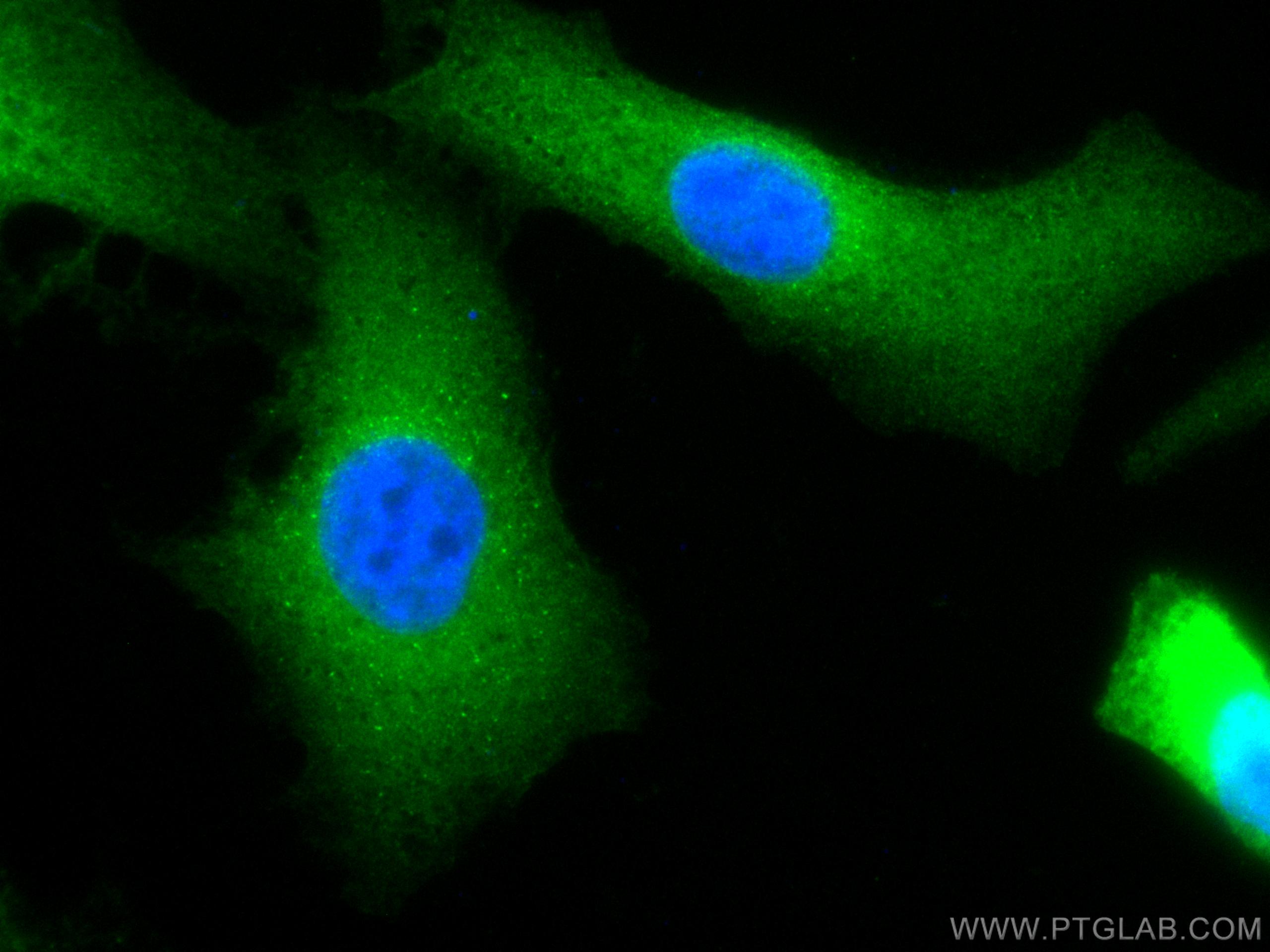 Immunofluorescence (IF) / fluorescent staining of A549 cells using CoraLite® Plus 488-conjugated BAG3 Polyclonal anti (CL488-10599)
