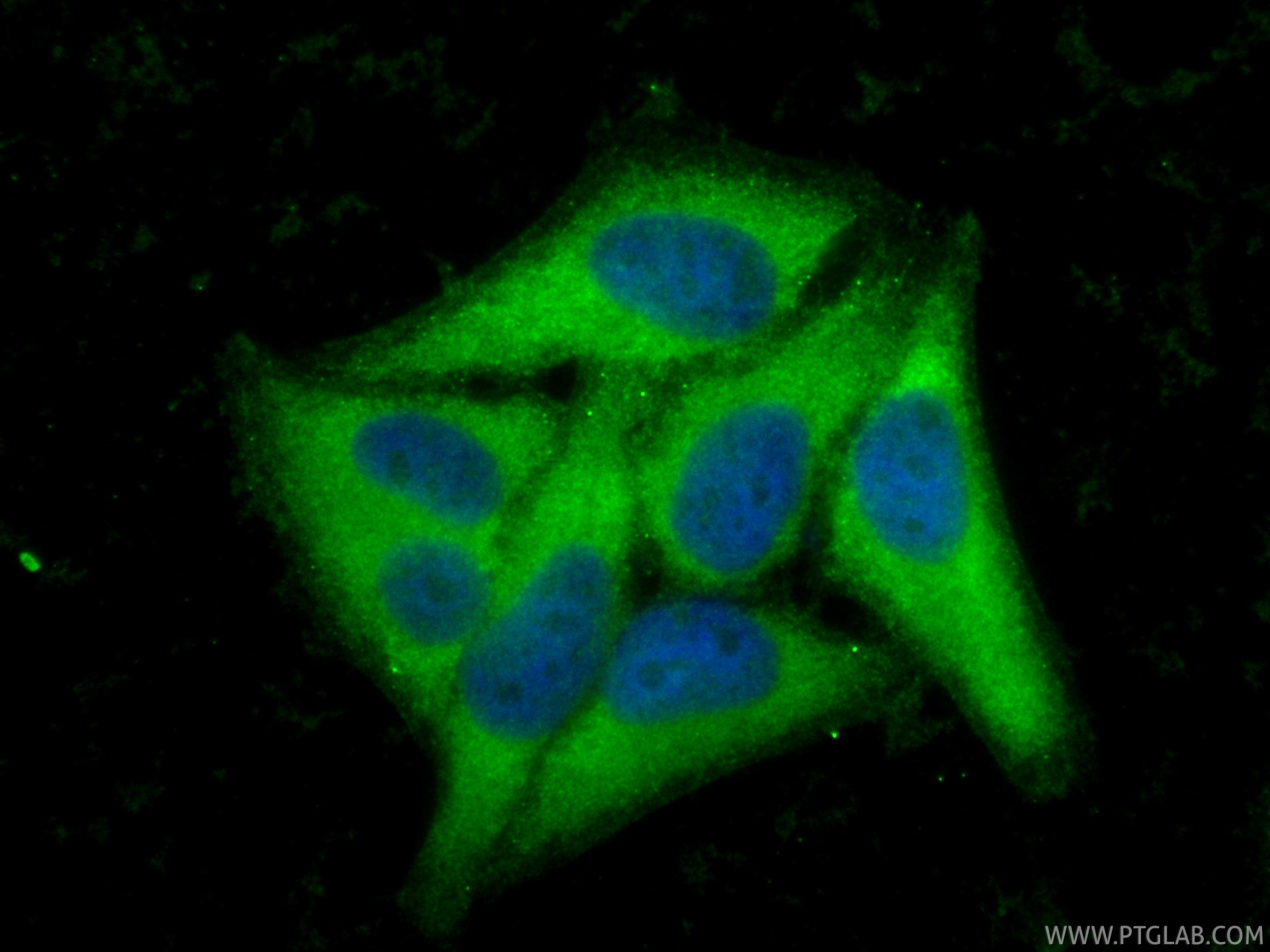 Immunofluorescent analysis of (-20°C Ethanol) fixed HepG2 cells using CoraLite® Plus 488 BAG3 antibody (CL488-83779-4, Clone: 240860F12 ) at dilution of 1:200. Immunofluorescence (IF) / fluorescent staining of HepG2 cells using CoraLite® Plus 488-conjugated BAG3 Recombinant mon (CL488-83779-4)