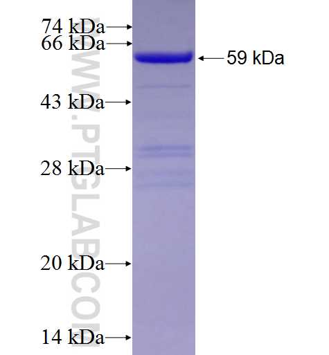 BAG3 fusion protein Ag0956 SDS-PAGE