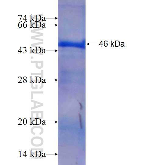BAG3 fusion protein Ag17608 SDS-PAGE