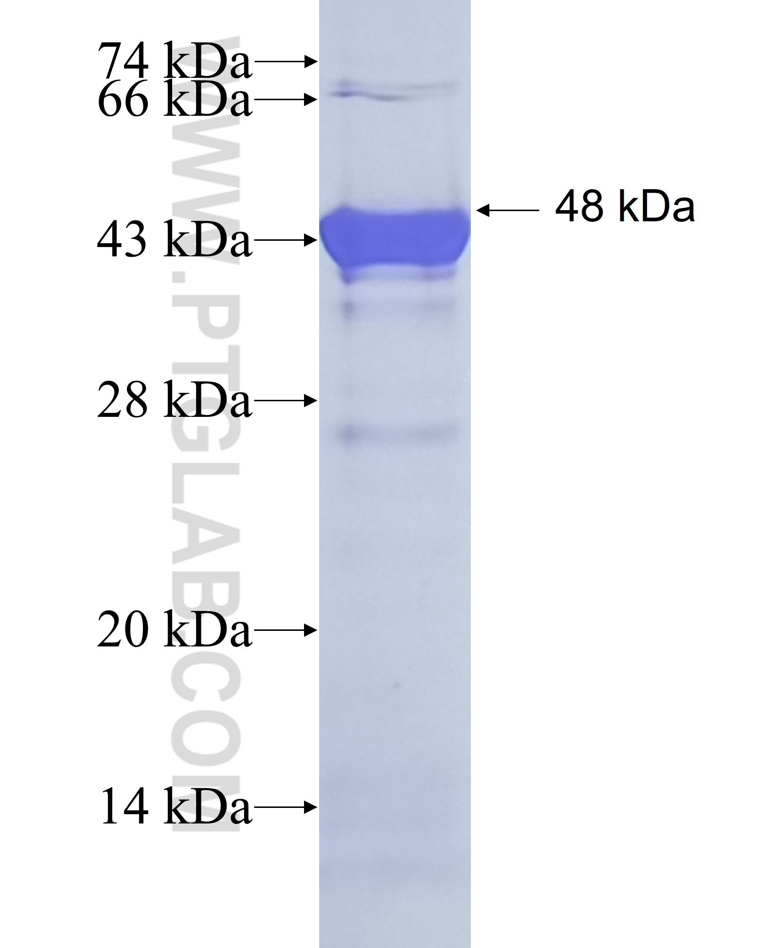 BAG3 fusion protein Ag17608 SDS-PAGE