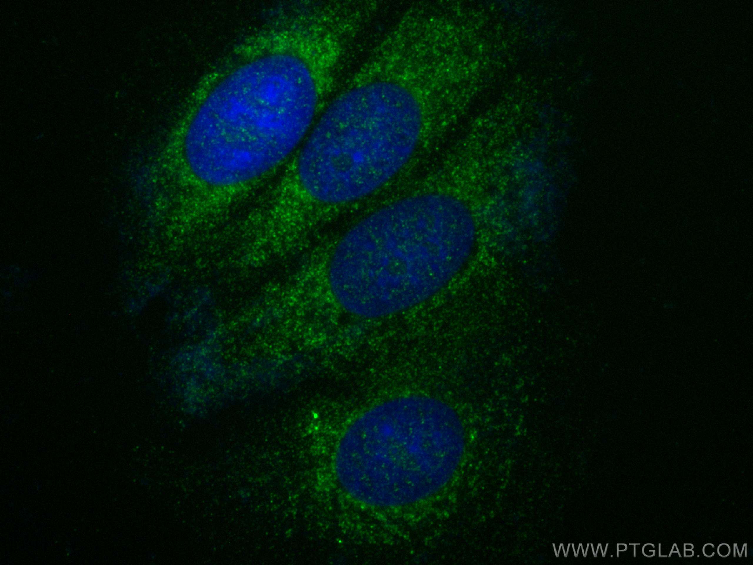 Immunofluorescence (IF) / fluorescent staining of MCF-7 cells using SODD/BAG4 Polyclonal antibody (13913-1-AP)