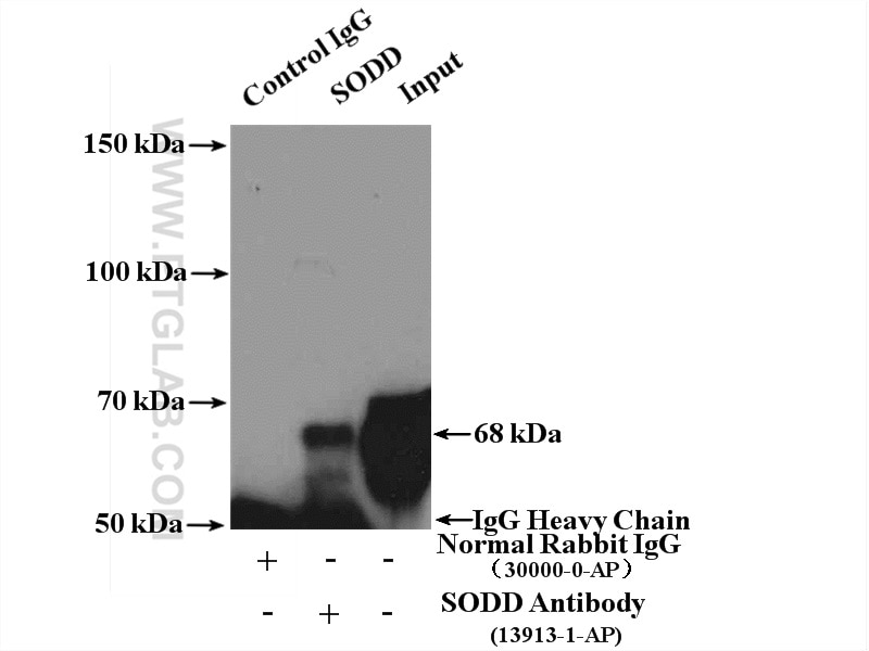 Immunoprecipitation (IP) experiment of K-562 cells using SODD/BAG4 Polyclonal antibody (13913-1-AP)