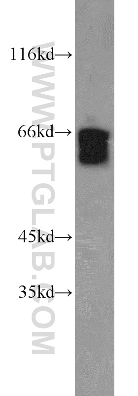Western Blot (WB) analysis of K-562 cells using SODD/BAG4 Polyclonal antibody (13913-1-AP)