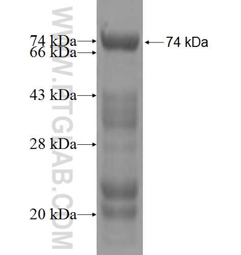 BAG4 fusion protein Ag4905 SDS-PAGE