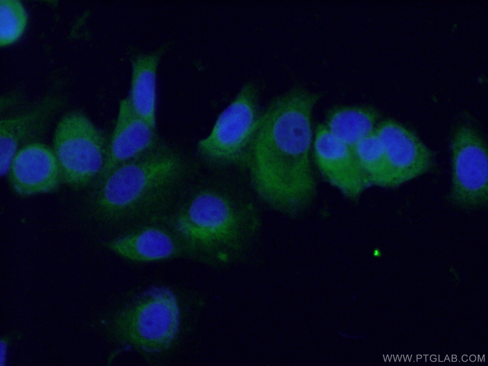 Immunofluorescence (IF) / fluorescent staining of MCF-7 cells using BAG5 Polyclonal antibody (26628-1-AP)