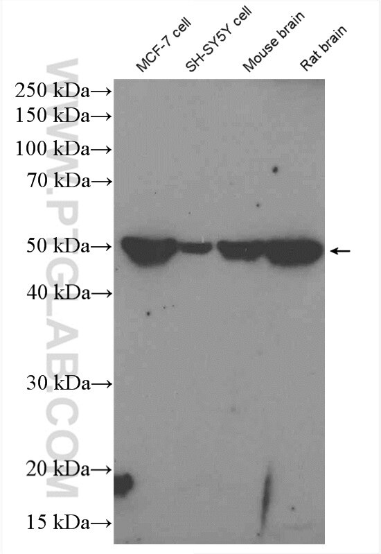 Western Blot (WB) analysis of various lysates using BAG5 Polyclonal antibody (26628-1-AP)