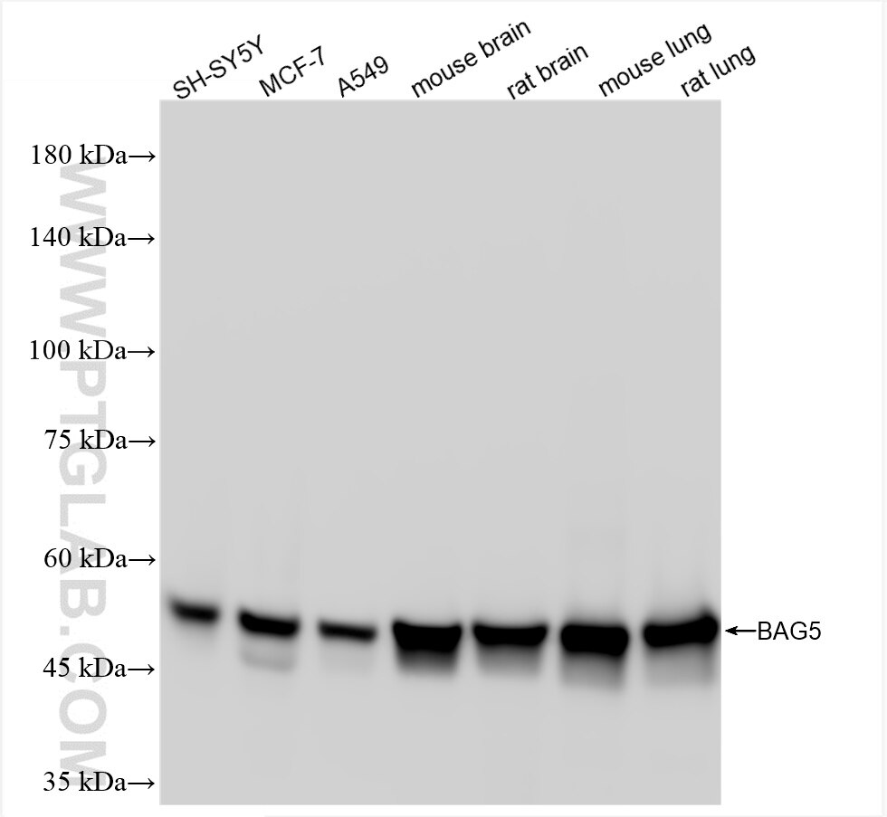 Western Blot (WB) analysis of various lysates using BAG5 Recombinant antibody (86248-1-RR)