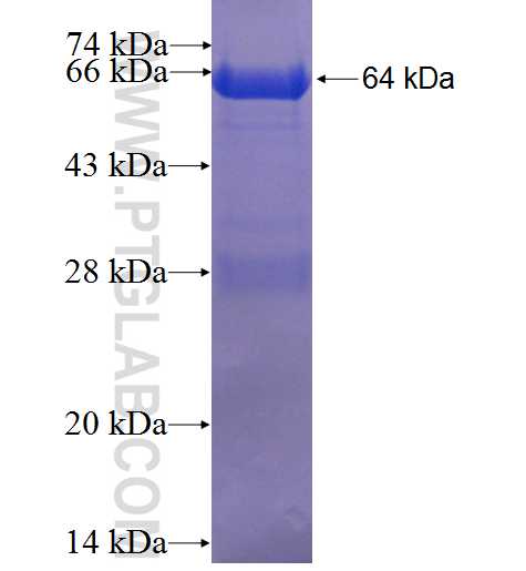 BAG5 fusion protein Ag24320 SDS-PAGE