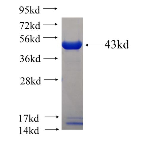 BAG5 fusion protein Ag24416 SDS-PAGE