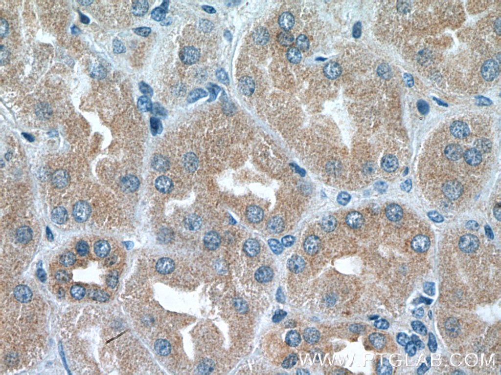 Immunohistochemistry (IHC) staining of human kidney tissue using BAG6 Polyclonal antibody (26417-1-AP)