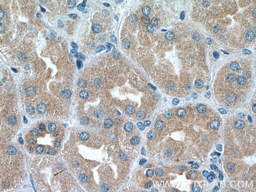 IHC staining of human kidney using 26417-1-AP