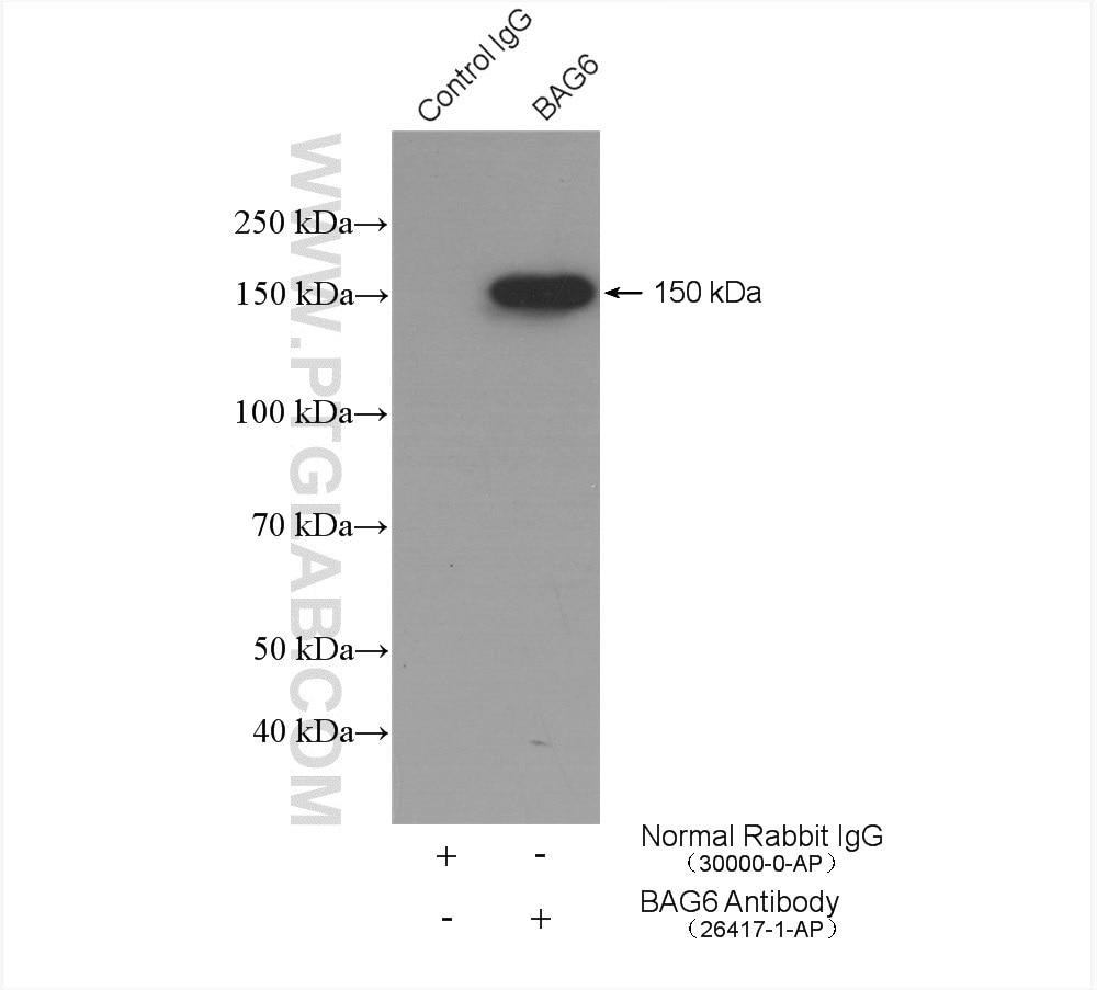 Immunoprecipitation (IP) experiment of A431 cells using BAG6 Polyclonal antibody (26417-1-AP)