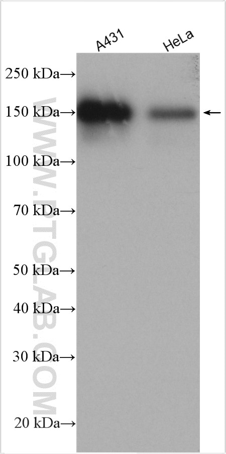 Western Blot (WB) analysis of various lysates using BAG6 Polyclonal antibody (26417-1-AP)