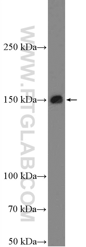 Western Blot (WB) analysis of HEK-293 cells using BAG6 Polyclonal antibody (26417-1-AP)
