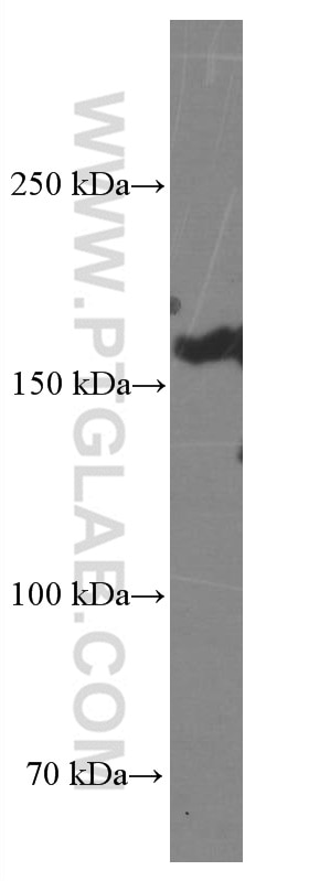 Western Blot (WB) analysis of HeLa cells using BAG6 Monoclonal antibody (66661-1-Ig)