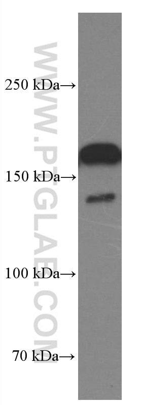 Western Blot (WB) analysis of HSC-T6 cells using BAG6 Monoclonal antibody (66661-1-Ig)