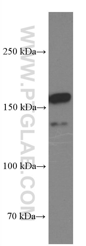 Western Blot (WB) analysis of NIH/3T3 cells using BAG6 Monoclonal antibody (66661-1-Ig)