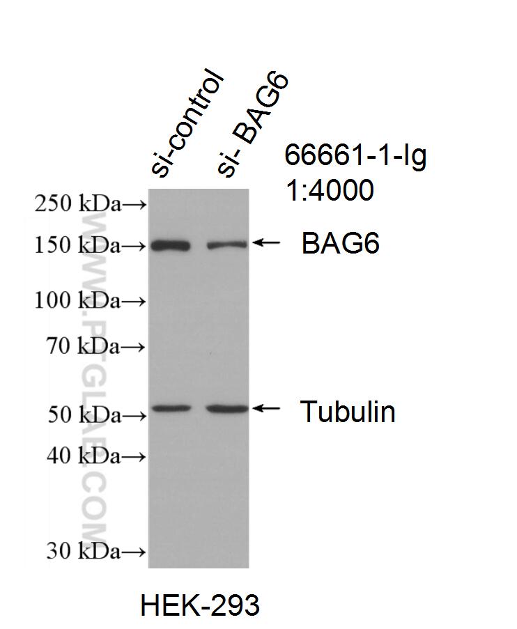 Western Blot (WB) analysis of HEK-293 cells using BAG6 Monoclonal antibody (66661-1-Ig)