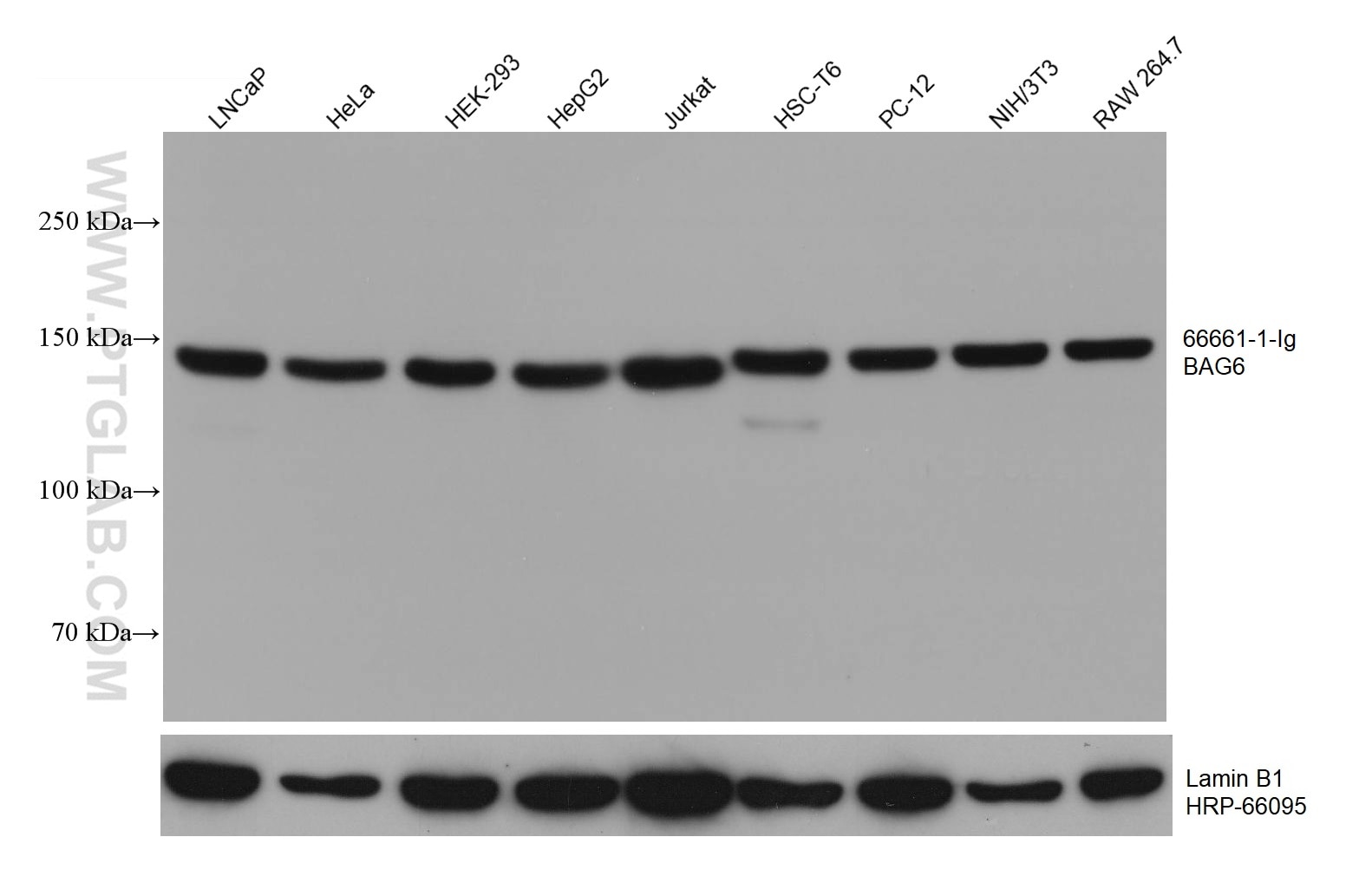 Western Blot (WB) analysis of various lysates using BAG6 Monoclonal antibody (66661-1-Ig)