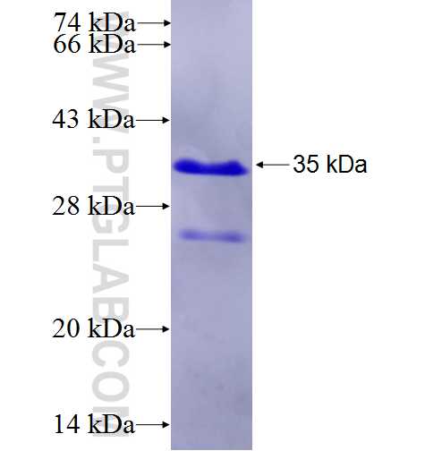 BAG6 fusion protein Ag24525 SDS-PAGE