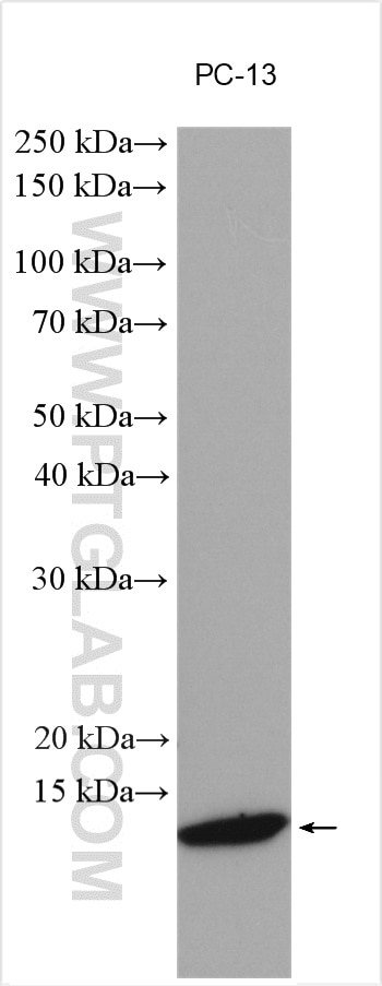 Western Blot (WB) analysis of various lysates using BAGE3 Polyclonal antibody (20072-1-AP)