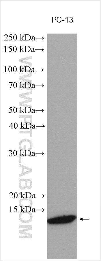 WB analysis using 20072-1-AP