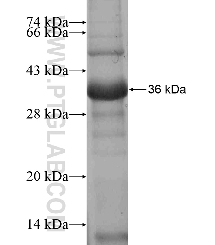 BAI3 fusion protein Ag17399 SDS-PAGE