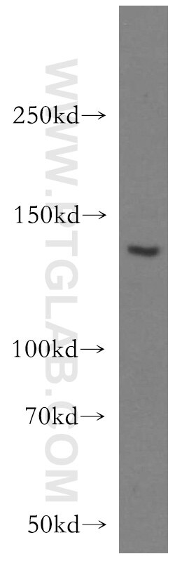 Western Blot (WB) analysis of HEK-293 cells using BAI3-Specific Polyclonal antibody (19789-1-AP)