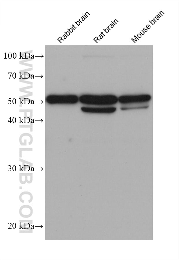 Western Blot (WB) analysis of various lysates using IRSp53 Monoclonal antibody (68348-1-Ig)