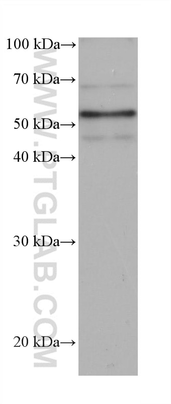 WB analysis of rabbit cerebellum using 68348-1-Ig