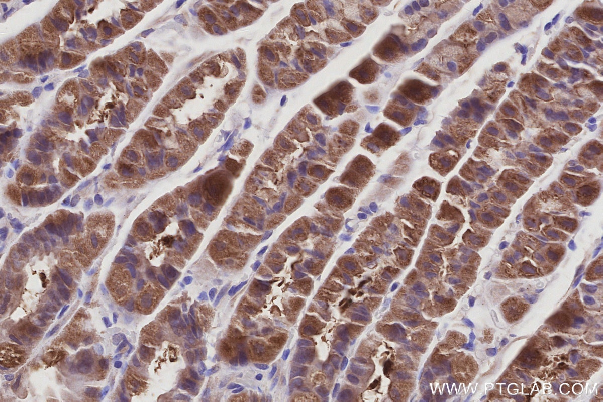 Immunohistochemistry (IHC) staining of mouse stomach tissue using BAIAP2L1 Polyclonal antibody (25692-1-AP)