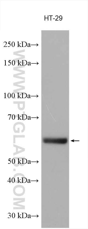Western Blot (WB) analysis of various lysates using BAIAP2L2 Polyclonal antibody (16738-1-AP)