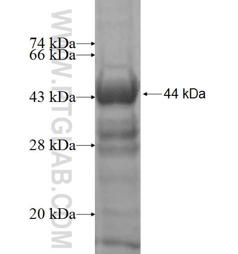 BAIAP2L2 fusion protein Ag9904 SDS-PAGE