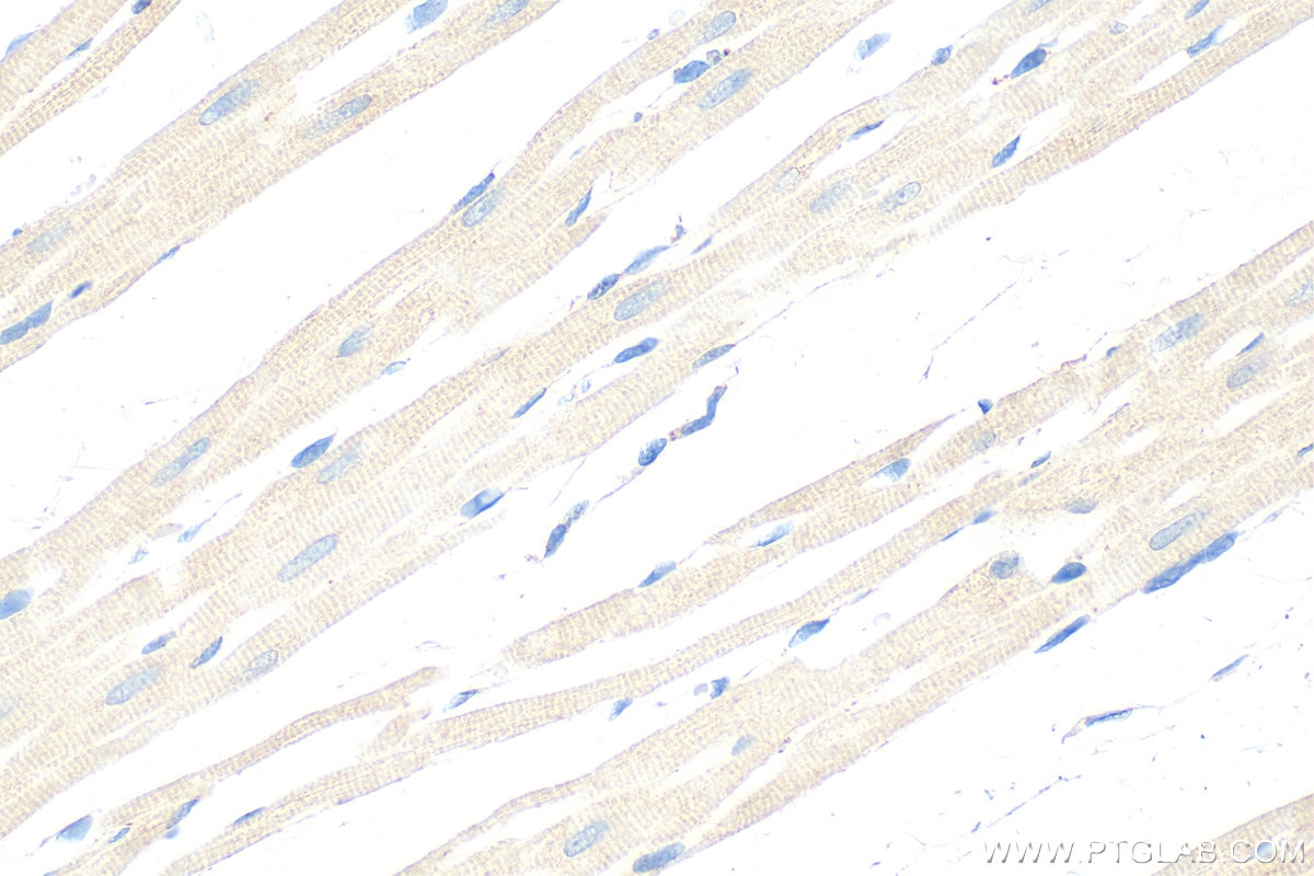 Immunohistochemical analysis of paraffin-embedded rat heart tissue slide using 29552-1-AP (BAK antibody) at dilution of 1:1000 (under 40x lens). Heat mediated antigen retrieval with Tris-EDTA buffer (pH 9.0). Immunohistochemistry (IHC) staining of rat heart tissue using BAK Polyclonal antibody (29552-1-AP)