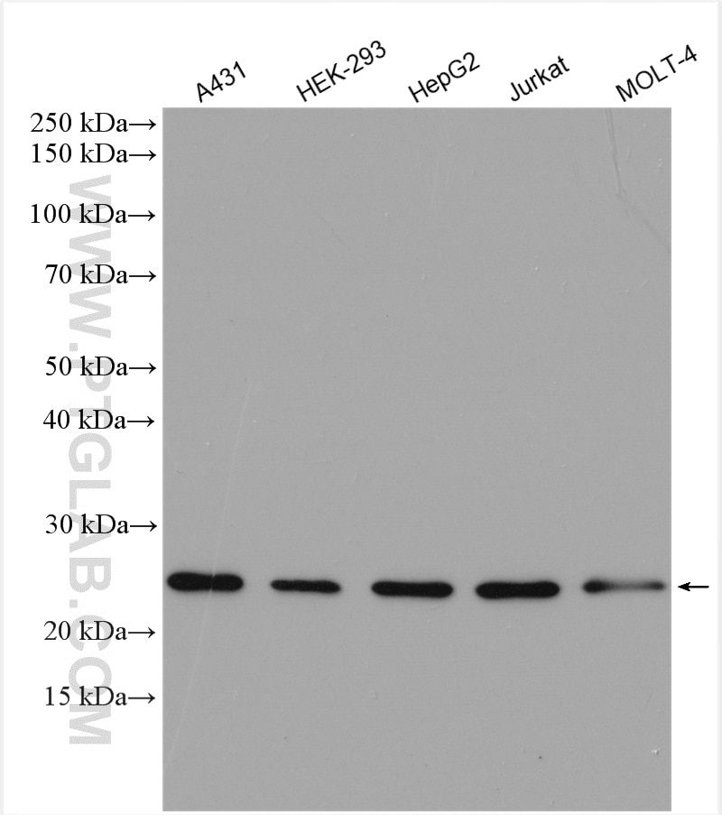 Western Blot (WB) analysis of various lysates using BAK Polyclonal antibody (29552-1-AP)