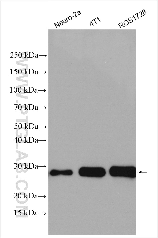 Western Blot (WB) analysis of various lysates using BAK Polyclonal antibody (29552-1-AP)