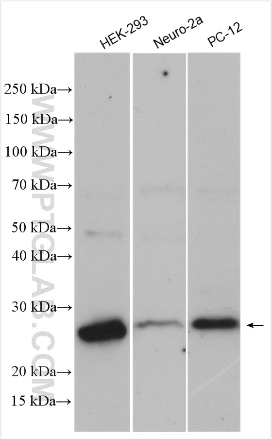Western Blot (WB) analysis of various lysates using BAK Polyclonal antibody (30017-1-AP)