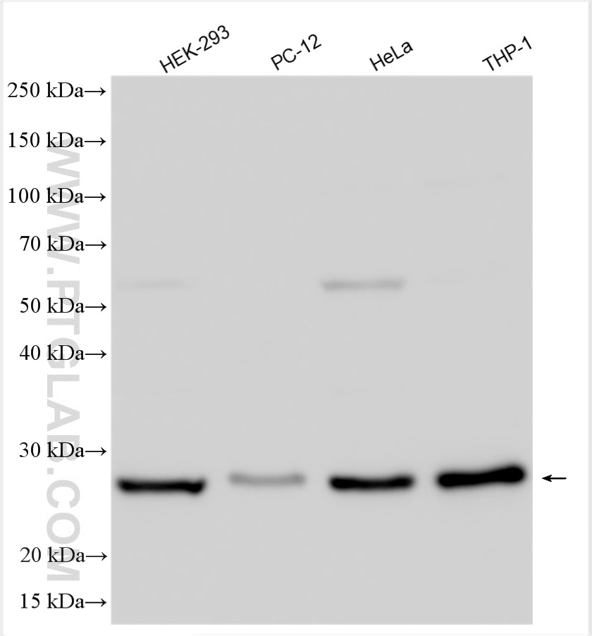 Western Blot (WB) analysis of various lysates using BAK Polyclonal antibody (30017-1-AP)