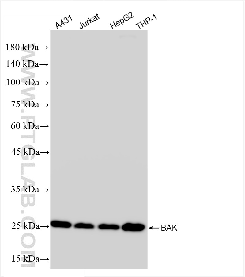 Western Blot (WB) analysis of various lysates using BAK Recombinant antibody (85200-1-RR)