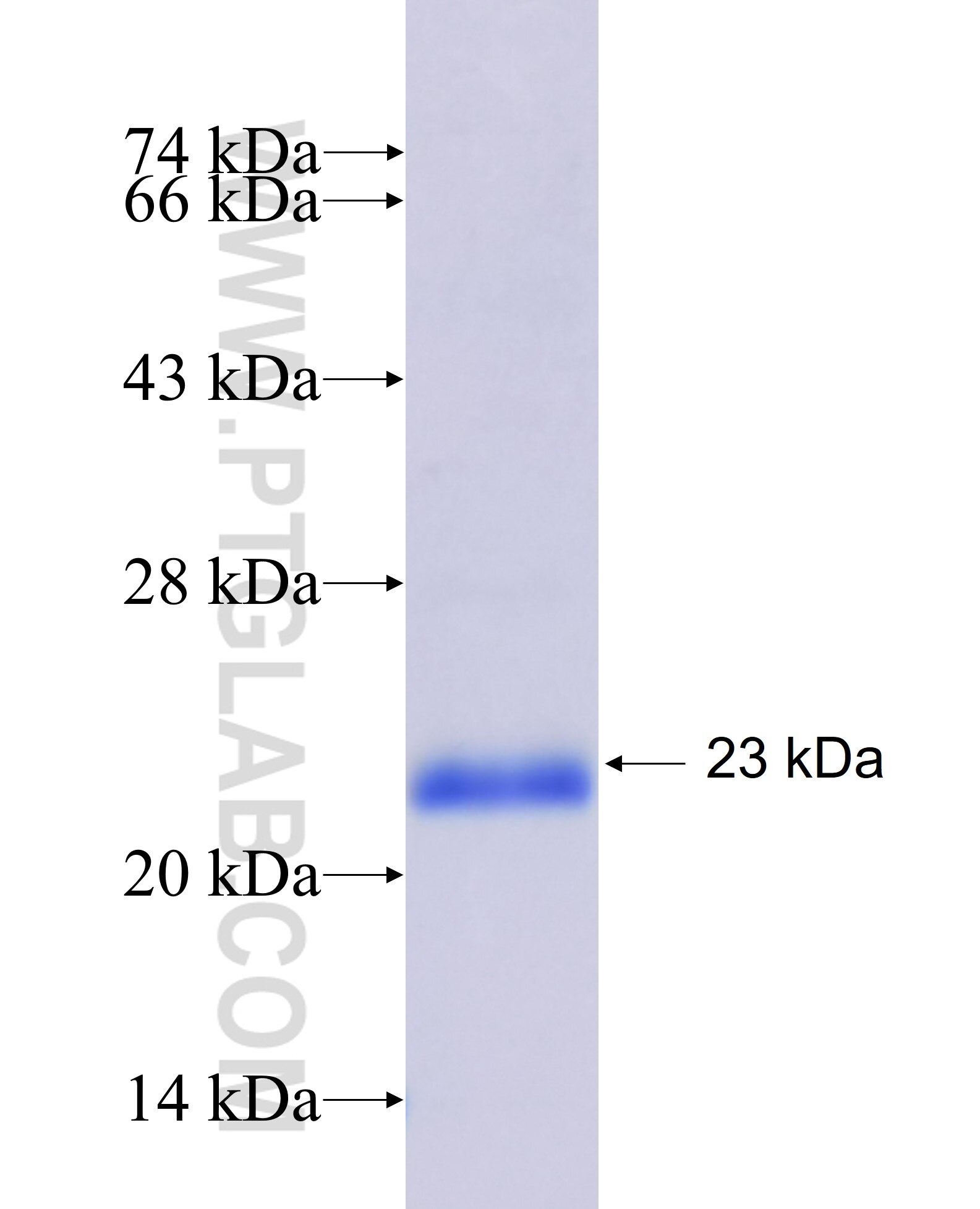 BAK fusion protein Ag31033 SDS-PAGE
