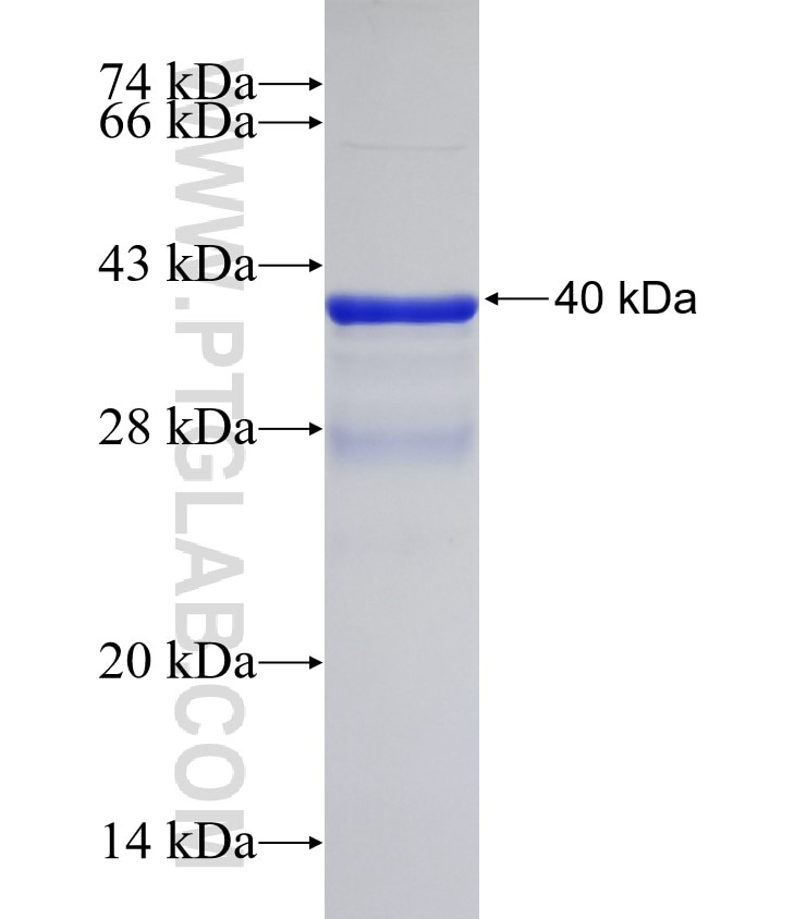 BAK fusion protein Ag31042 SDS-PAGE