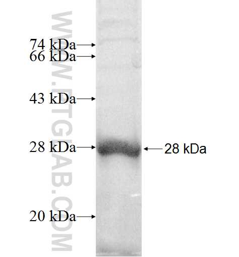 BAMBI fusion protein Ag8974 SDS-PAGE